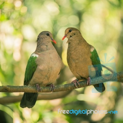 Two Colourful Doves Resting Outside On A Branch Stock Photo