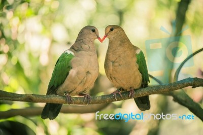 Two Colourful Doves Resting Outside On A Branch Stock Photo