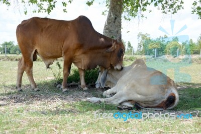 Two Cows Tease Snuggle Together In The Shade To Avoid Heat Of Th… Stock Photo