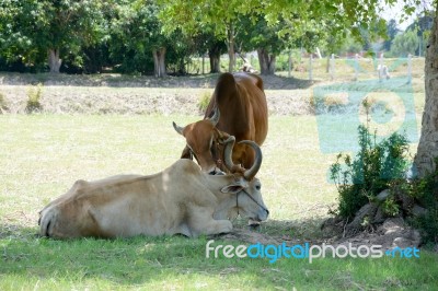 Two Cows Tease Snuggle Together In The Shade To Avoid Heat Of Th… Stock Photo