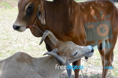 Two Cows Tease Snuggle Together In The Shade To Avoid Heat Of Th… Stock Photo