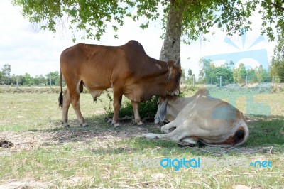 Two Cows Tease Snuggle Together In The Shade To Avoid Heat Of Th… Stock Photo