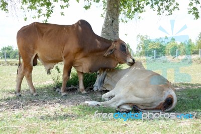 Two Cows Tease Snuggle Together In The Shade To Avoid Heat Of Th… Stock Photo