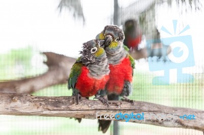 Two Crimson Bellied Conure Stock Photo