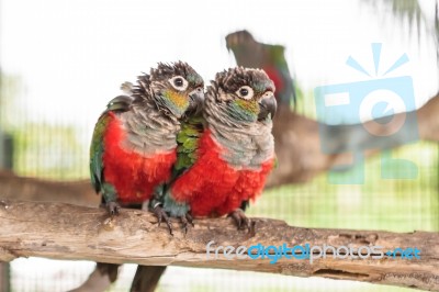 Two Crimson Bellied Conure Stock Photo