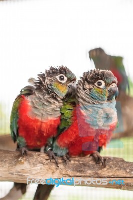 Two Crimson Bellied Conure Stock Photo