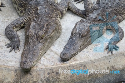 Two Crocodile Stock Photo