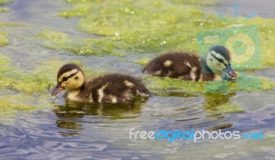 Two Cute Young Ducks Stock Photo