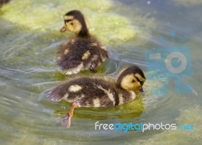 Two Cute Young Ducks Are Swimming Together Stock Photo