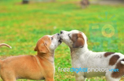 Two Dogs Stock Photo