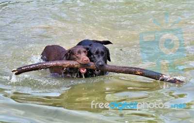 Two Dogs Stock Photo