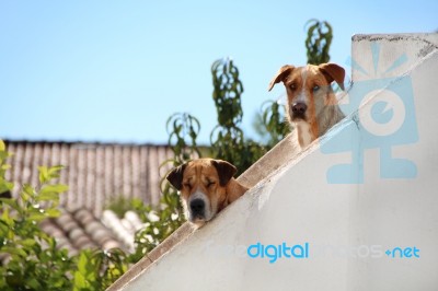 Two Dogs Peaking Stock Photo