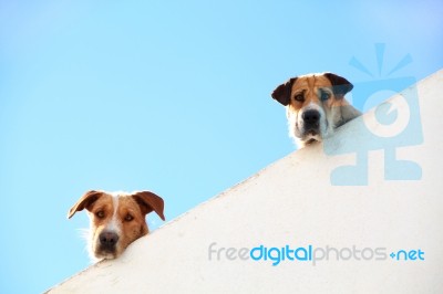 Two Dogs Peaking Stock Photo