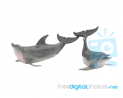 Two Dolphin Stock Photo