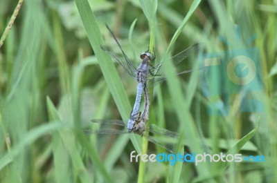 Two Dragonflies In Love Stock Photo