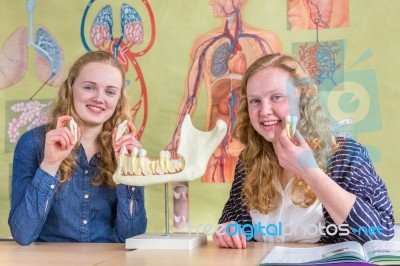 Two Female Students Exploring Jaw Model With Teeth In Biology Stock Photo