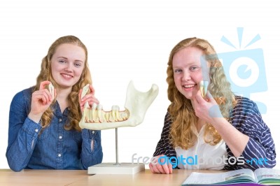 Two Female Students Exploring Jaw Model With Teeth In Biology Stock Photo