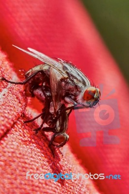 Two Flies Making Love Stock Photo