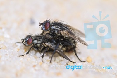 Two Flies Mating Stock Photo