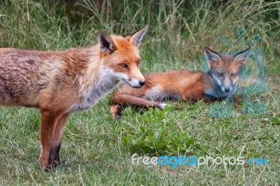 Two Foxes Stock Photo