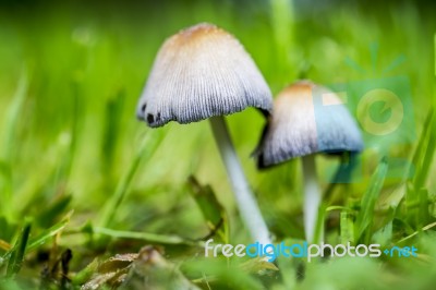 Two Garden Mushrooms Between Grass Stock Photo