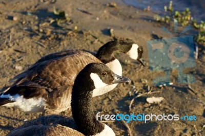 Two Geese On The Beach Stock Photo