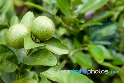 Two Green Lemons On The Tree Stock Photo