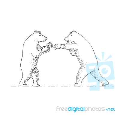 Two Grizzly Bear Boxers Boxing Drawing Stock Image