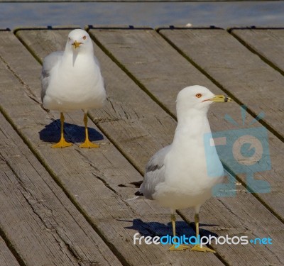 Two Gulls Stock Photo