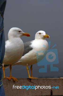 Two Gulls Stock Photo