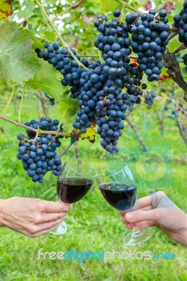 Two Hands Toasting With Red Wine Near Blue Grapes Stock Photo