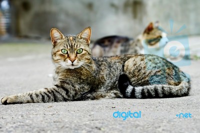 Two Homeless Cats Stock Photo