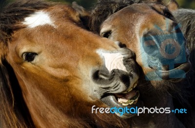 Two Horses Stock Photo