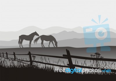 Two Horses On Meadow With Fence Stock Image