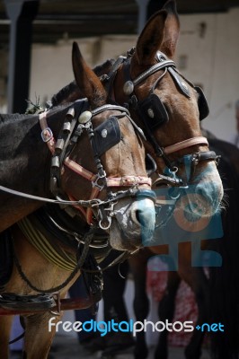 Two Horses Playing Stock Photo