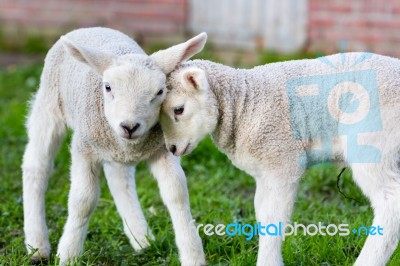 Two Hugging And Loving White Lambs Stock Photo