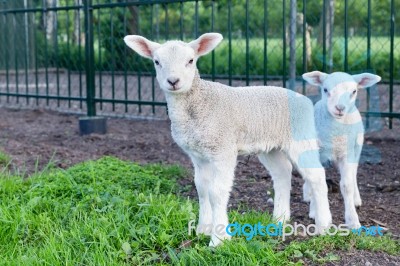 Two Little White Lambs Standing In Green Grass Stock Photo