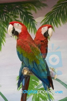 Two Macaws Stock Photo