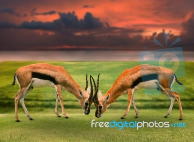 Two Male Thomson's Gazelle Fighting By Horn In Green Grass Field… Stock Photo