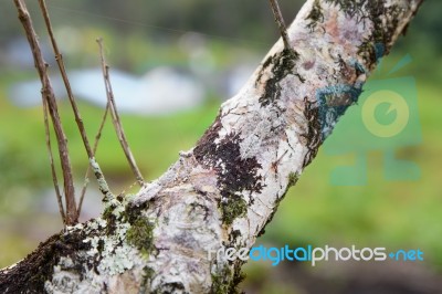 Two Mantis Camouflaged On Tree Branches Stock Photo