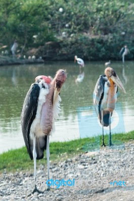 Two Marabou Stork Beside Water Stock Photo