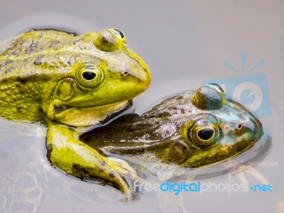 Two Mating Green Frogs Stock Photo