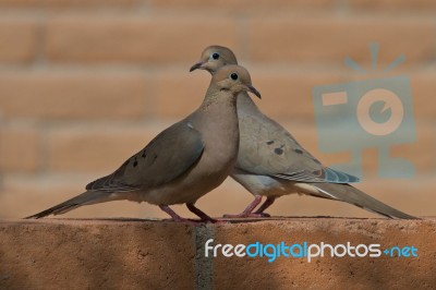 Two Mourning Doves Stock Photo