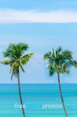 Two Palm Trees Stock Photo