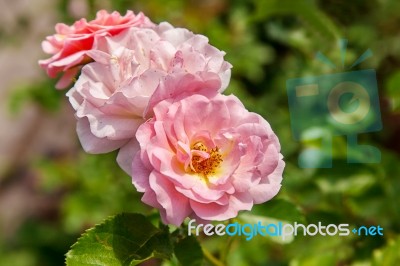 Two Pink Roses Closeup Stock Photo