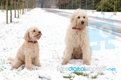 Two Poodle Dogs Sitting Together In Snow Stock Photo