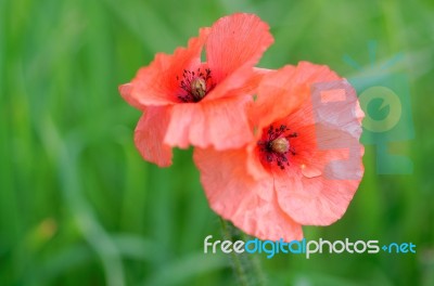 Two Poppies Stock Photo