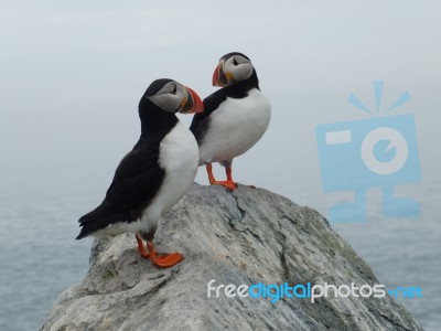 Two Puffins Stock Photo