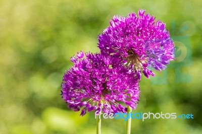 Two Purple Flowers Of Ornamental Onions Together Stock Photo