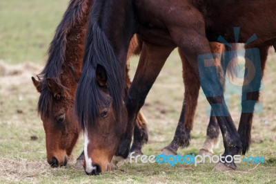 Two Racehorses Enjoying A Break From Racing Stock Photo